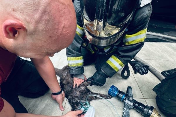 Imagem mostra bombeiros resgatando gato em incêndio - Metrópoles