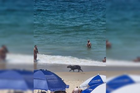 Capivara