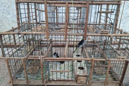 Imagem colorida de pássaros mantidos em cativeiro em gaiolas - Metrópoles