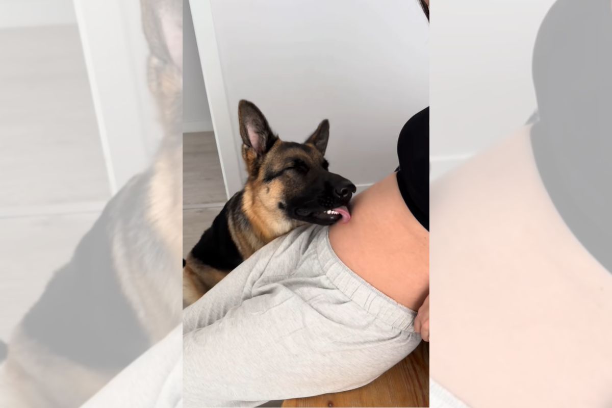 Cachorro fazendo carinho na barriga da dona grávida