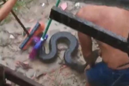 Imagem colorida, Moradores controlam sucuri com vassouras durante enchente. Vídeo - Metrópoles