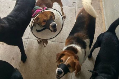 Cachorros resgatados em hotel com dois presos suspeitos de maus-tratos e zoofilia - Metrópoles