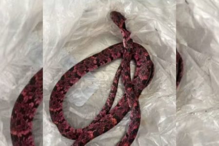 Imagem colorida de homem que engoliu cobra em município do Ceará - Metrópoles