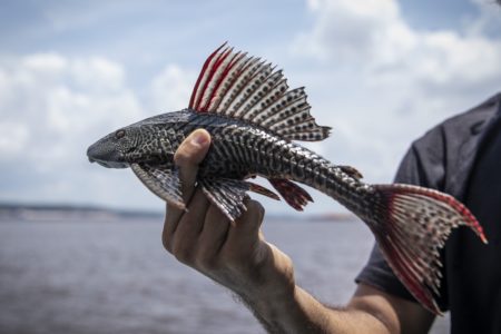Imagem mostra homem segurando um peixe do rio Amazonas. O animal é cinza e vermelho - Metrópoles