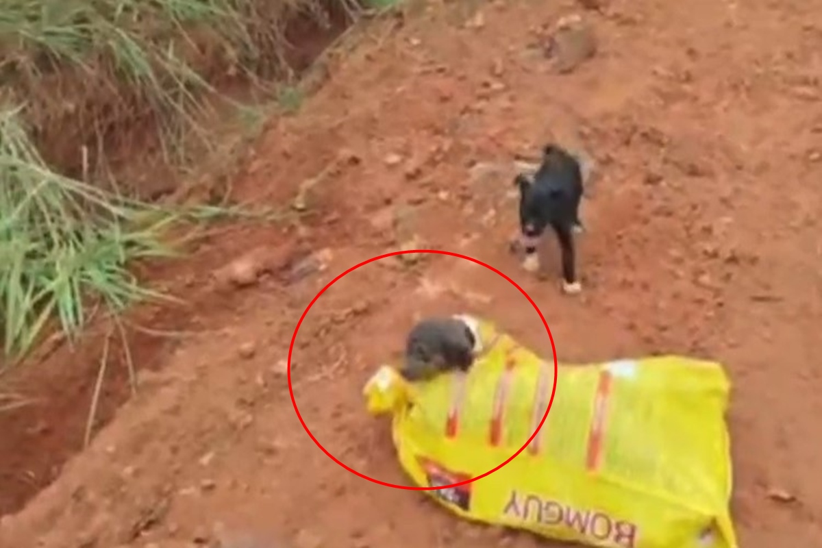 Cachorros são abandonados em rua dentro de saco de ração