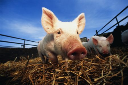 Foto em close-up de porco em curral ao ar livre. Metrópoles