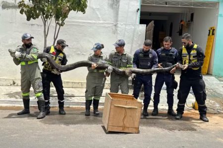 Imagem colorida de sucuri de 5 metros - Metrópoles