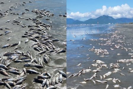 Centenas de bagres brancos mortos foram encontrados na orla da praia. A Prefeitura de Peruíbe associou o caso com a pesca predatória - Metrópoles