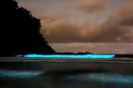 As ondas da Praia de Itamambuca, no litoral norte de São Paulo, ficaram azuis fluorescentes devido ao fenômeno da bioluminescência - Metrópoles