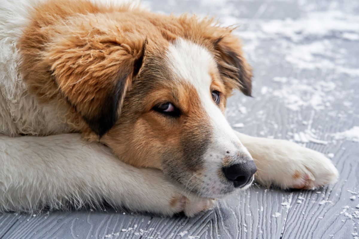 Imagem colorida de cachorro deitado com olhar de chateação