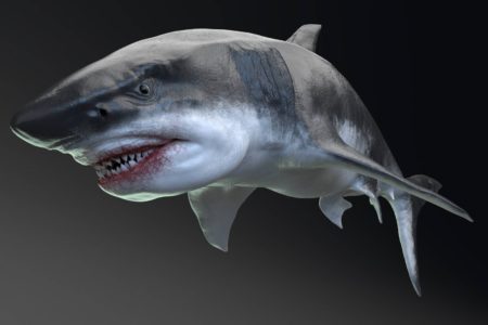 Megalodonte, estimativa ilustração a aparência do megatubarão