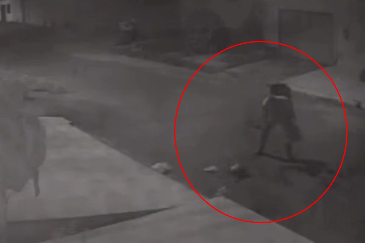 Gato morre ao ser golpeado mais de 20 vezes por homem