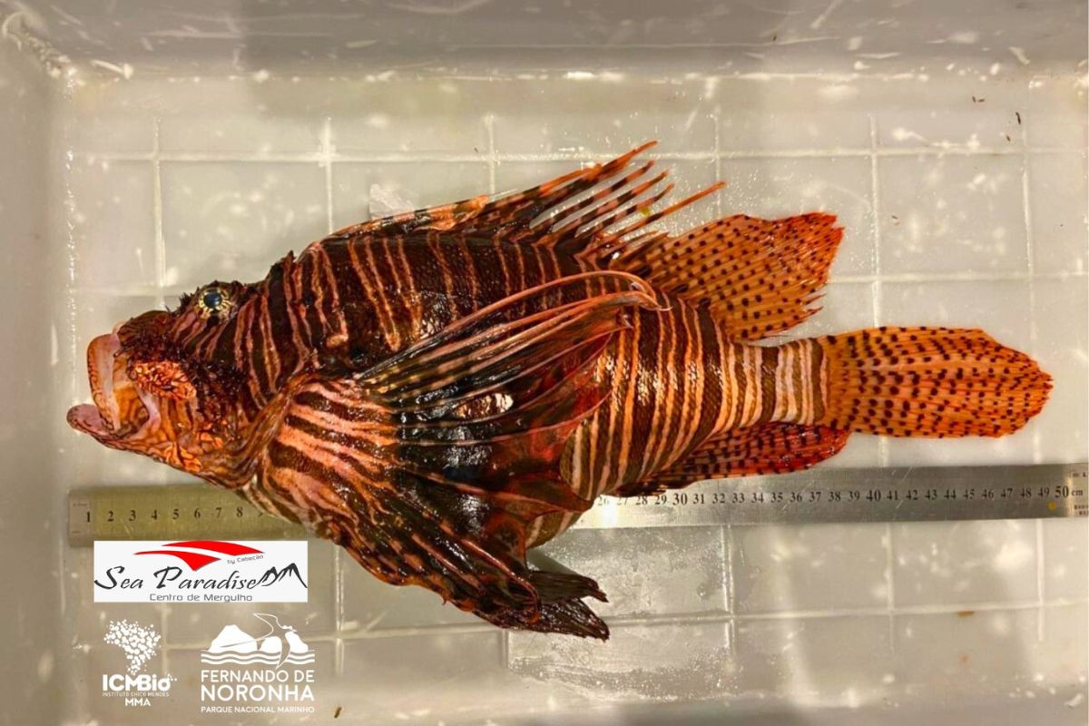 Peixe-leão