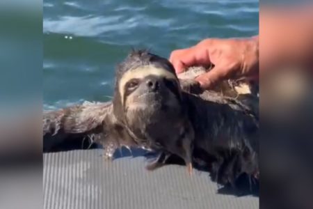 Imagens coloridas mostram bicho-preguiça sendo retirado do mar