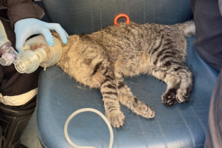 gato é salvo de incêndio por bombeiros com aparelho improvisado