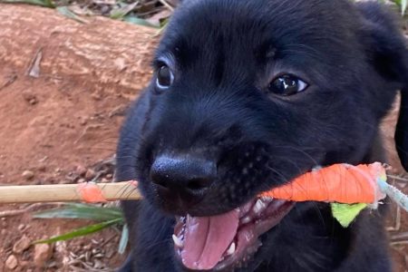 Cachorrinhos para adoção na Zoonose