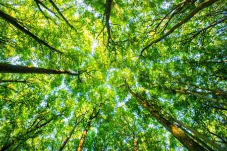 Foto de árvores em floresta - Metrópoles