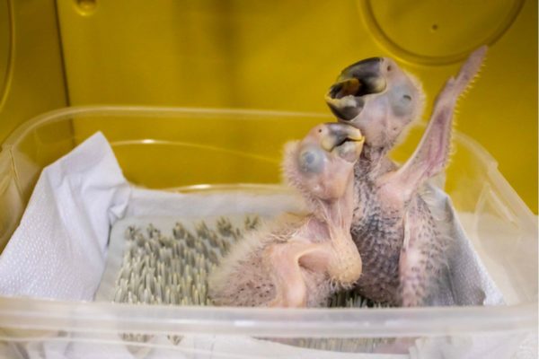 A arara-azul-de-lear faz parte do Programa de Conservação do Zoológico de São Paulo. Os filhotes nasceram em 17 e 20 de fevereiro deste ano - Metrópoles