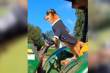 Imagem colorida, Cãozinho vira-lata conquista internautas como "Coró Motoqueiro" em SC - Metrópoles
