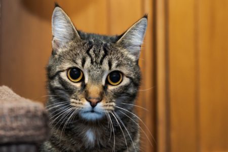 Imagem colorida de gato com a pupila dilatada