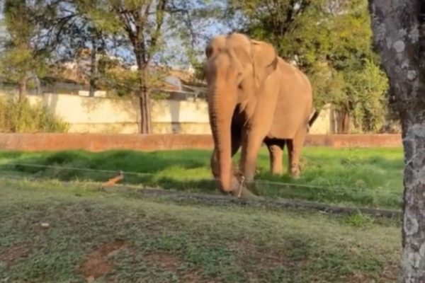 Elefante Sandro