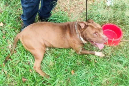 Imagem colorida mostra pit-bull encontrado desidratado no interior de SP - Metrópoles