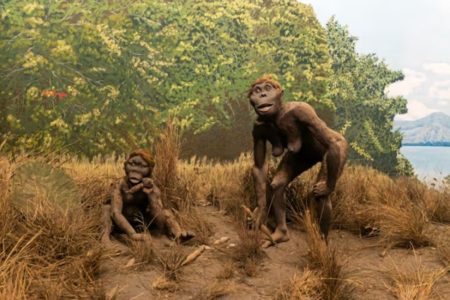 Ilustração de ancestrais dos seres humanos - Metrópoles