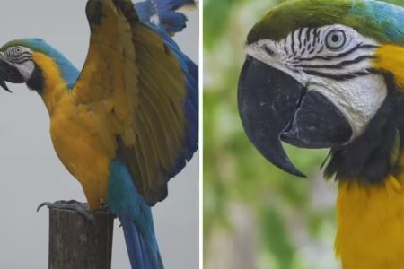 imagem colorida arara caninde