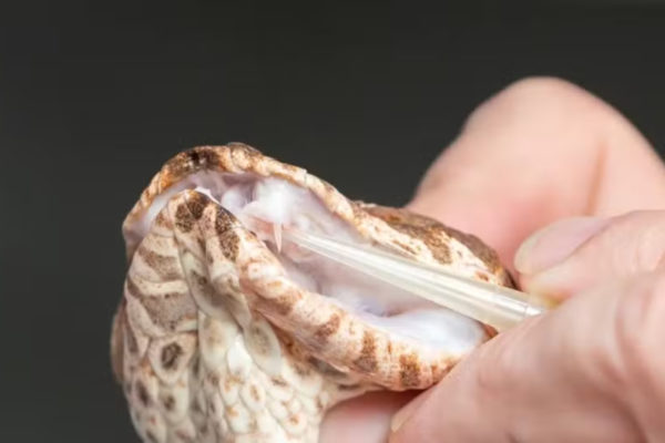 Imagem colorida, Vídeo: cobra rara possui 3 presas venenosas e surpreende cientistas - Metrópoles