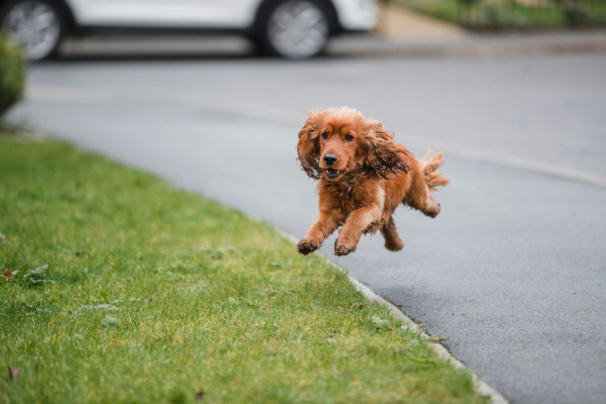 Imagem colorida de cachorro correndo na rua