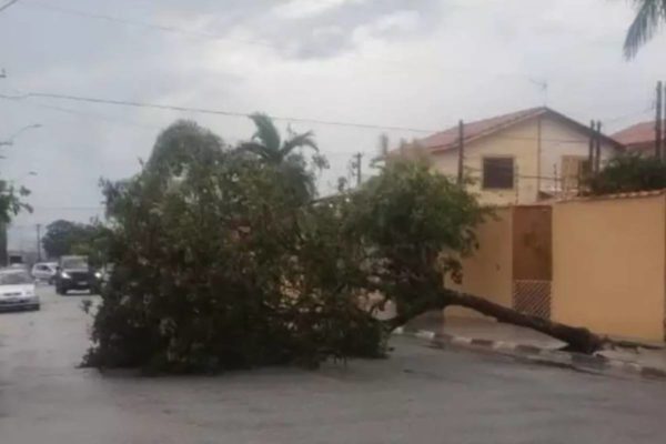 Árvore derrubada pela chuva em Jacareí - Metrópoles
