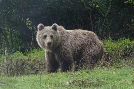 Urso na França