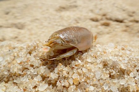 Imagem mostra um tatuí na areia da praia - Metrópoles