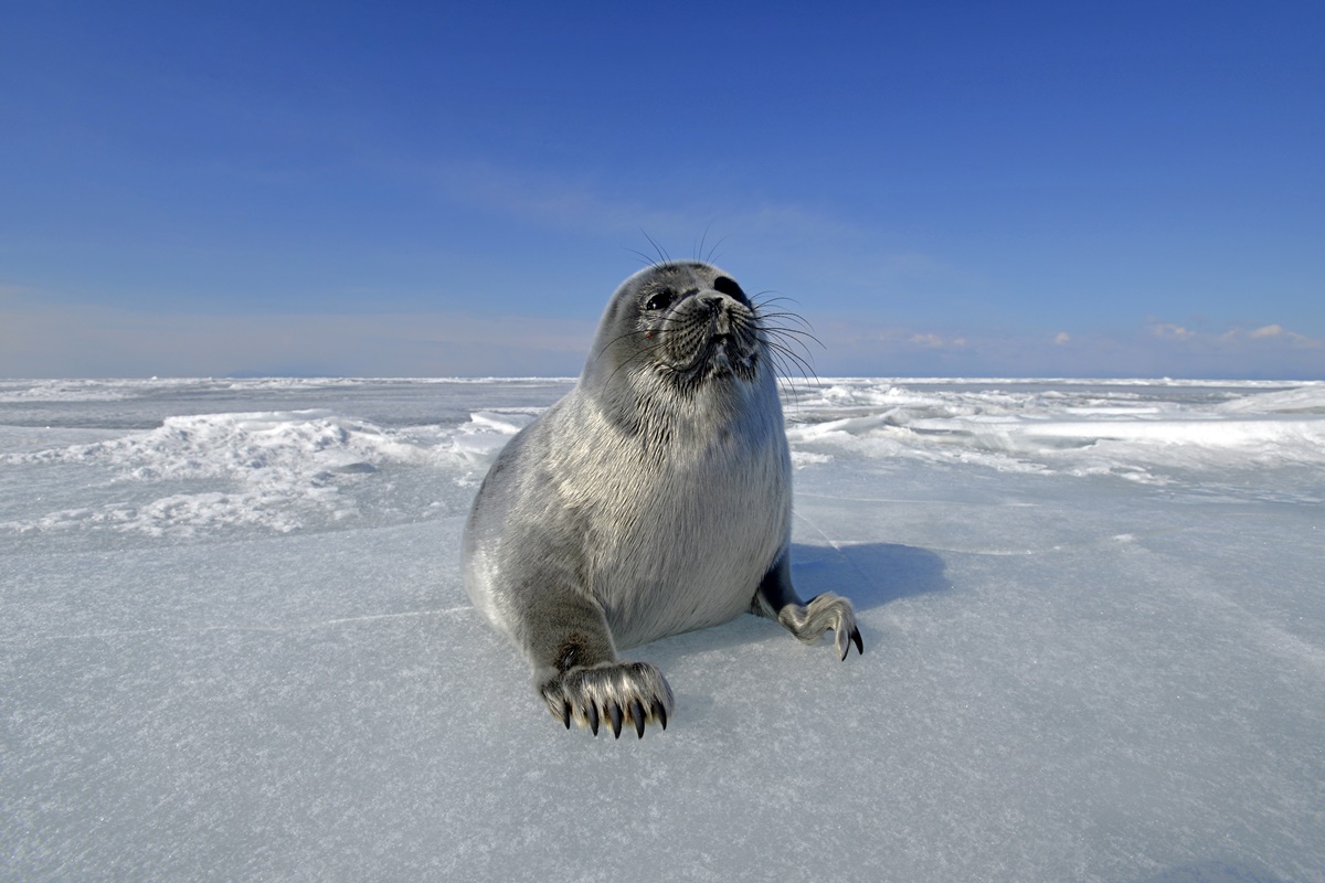 Imagem da foca de Baikal - Metrópoles