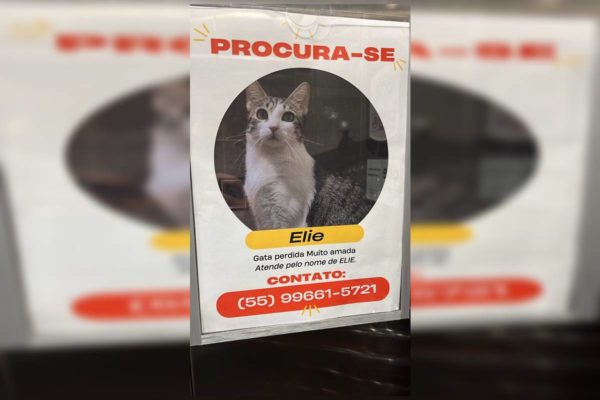 Gatinha elie