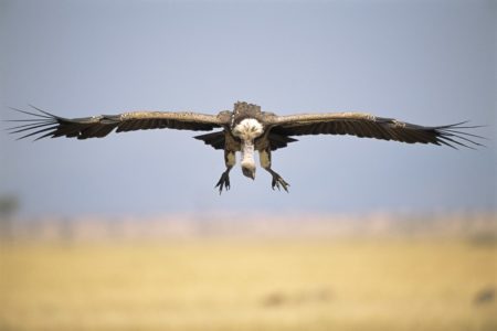 Foto do voo de um grifo-de-rüppell - Metrópoles