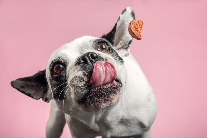 Cachorro comendo guloseimas