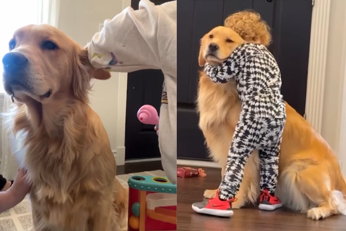 Montagem de duas imagens coloridas de golden retriever com crianças