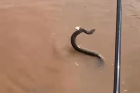 Foto colorida de cobra pescada por pescador no Rio Araguaia - Metrópoles
