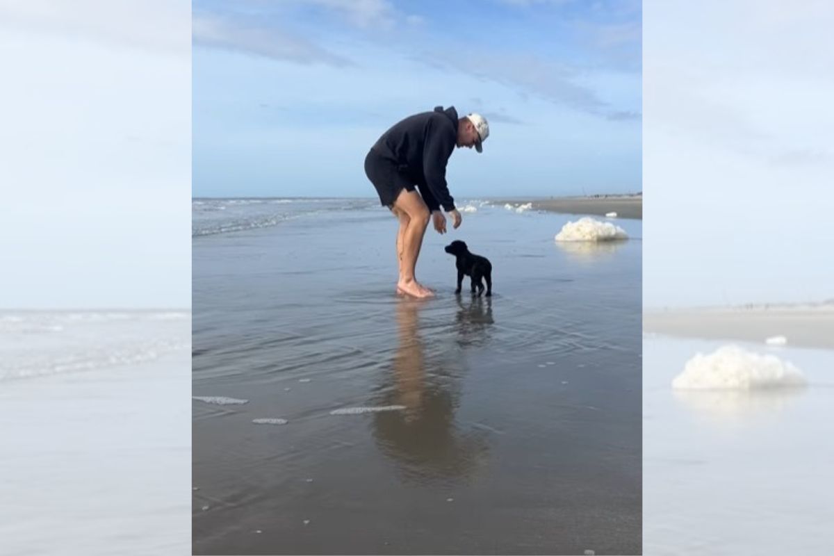 cachorro na praia