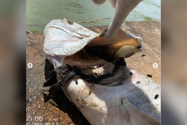 imagem colorida pirarucu morto com bone na boca goias