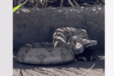 video: jiboia flagrada