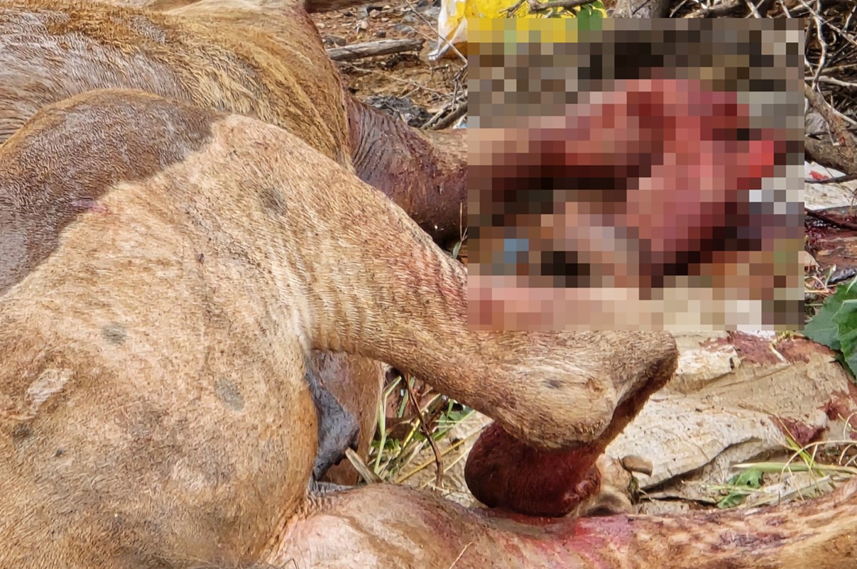 Imagem colorida de cavalo que teve pata quebrada