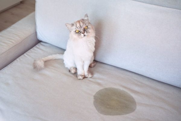 Imagem colorida de gato olhando para frente, com sofá molhado