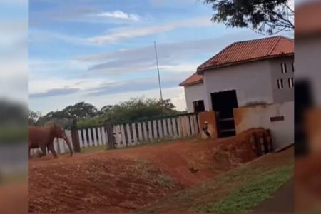 Homem invade recinto da elefante Belinha no Zoo de Brasília