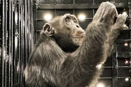 chimpanzé chega a sorocaba sao paulo