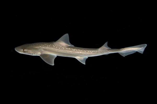Tubarão Mustelus lenticulatus som tubarões