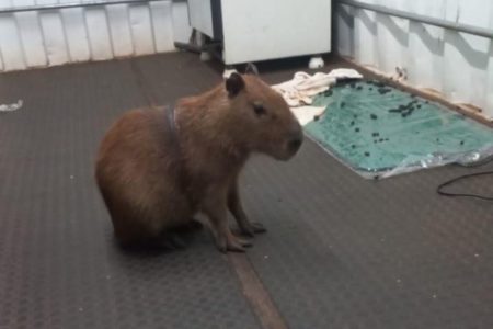 Imagem colorida da capivara Ludmillo que morreu nessa terça - Metrópoles