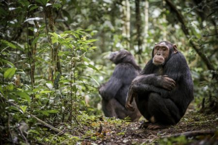 Chimpanzés na floresta - Metrópoles