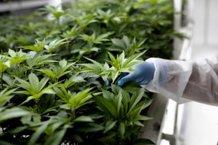 Foto de pessoa com jaleco e luvas segurando folha de cannabis - Metrópoles